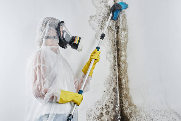 Best DIY Mold Remediation Support Services in Robins Af, GA