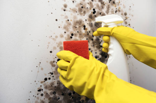 Best HVAC Mold Remediation in Robins Af, GA