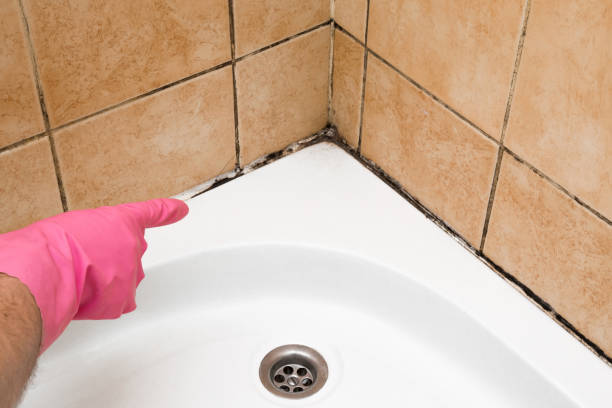 Best Post-Flood Mold Remediation in Robins Af, GA